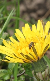 Gewöhnlicher Löwenzahn (Taraxacum officinalis) 